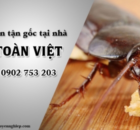 Đại Toàn Việt diệt gián tận gốc tại nhà an toàn hiệu quả, không sạch hoàn trả gấp 10